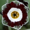 Auricula Queen Bee - abriachan Nurseries